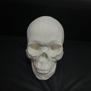 Plaster Portrait Head Anatomical Male Skull for Art Students – Sketching Special